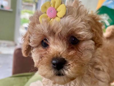ONLY ONE FEMALE REMAINING - Stunning Maltipoo puppies in Cork are seeking their Forever Families!