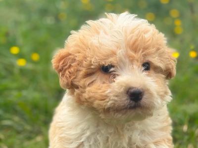 Bernedoodle puppies in Limerick