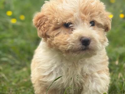 Bernedoodle puppies in Limerick