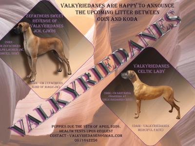 IKC Registered male Great Dane puppy for sale in Wexford