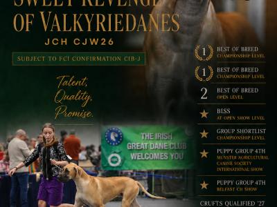IKC Registered male Great Dane puppy for sale in Wexford