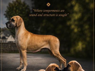 IKC Registered male Great Dane puppy for sale in Wexford