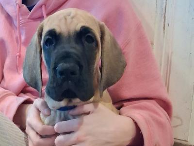 IKC Registered male Great Dane puppy for sale in Wexford