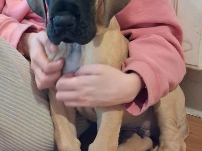 IKC Registered male Great Dane puppy for sale in Wexford