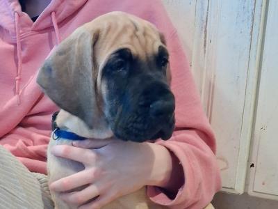IKC Registered male Great Dane puppy for sale in Wexford