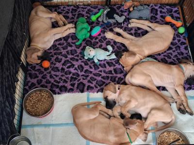IKC Registered male Great Dane puppy for sale in Wexford