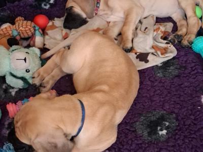 IKC Registered male Great Dane puppy for sale in Wexford
