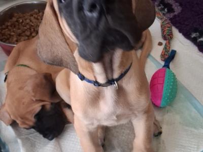 IKC Registered male Great Dane puppy for sale in Wexford