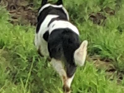 Working female Border Collie 'Sheepdog' in Tipperary