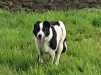 Working female Border Collie 'Sheepdog' in Tipperary