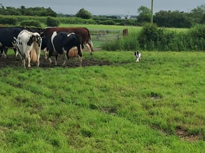 Working female Border Collie 'Sheepdog' in Tipperary