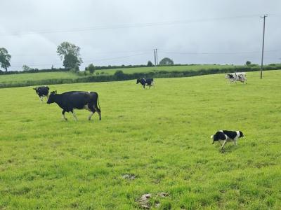 Working female Border Collie 'Sheepdog' in Tipperary