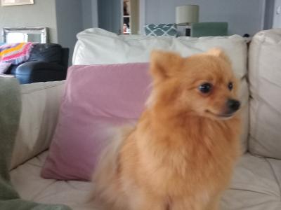 Purebred male Pomeranian puppy in Wexford