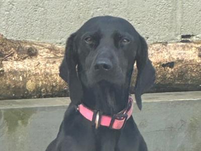 Affectionate 2 year old female Hungarian Vizsla x Setter in Wexford is looking for a Loving Home