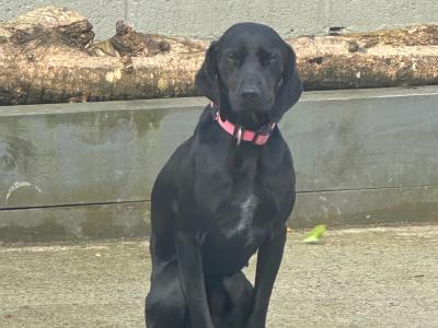 Affectionate 2 year old female Hungarian Vizsla x Setter in Wexford is looking for a Loving Home