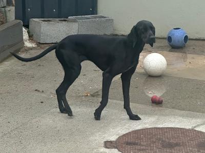 Affectionate 2 year old female Hungarian Vizsla x Setter in Wexford is looking for a Loving Home