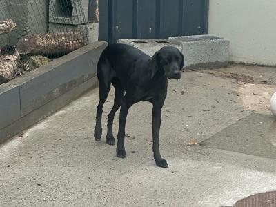 Affectionate 2 year old female Hungarian Vizsla x Setter in Wexford is looking for a Loving Home