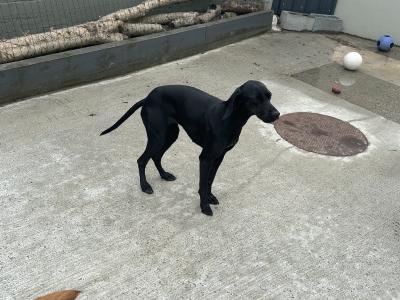 Affectionate 2 year old female Hungarian Vizsla x Setter in Wexford is looking for a Loving Home
