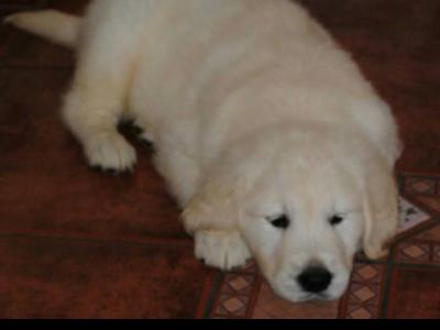 Stunning Golden Retriever puppies in Galway