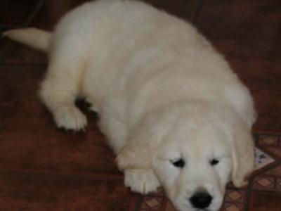 Stunning Golden Retriever puppies in Galway