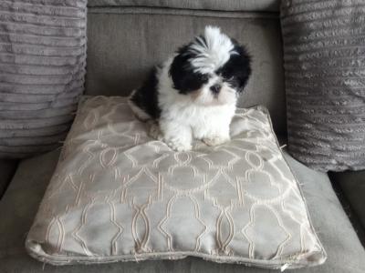 Beautiful Friendly Shih Tzu puppies for sale in Limerick