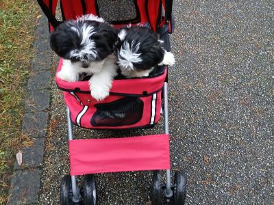 Beautiful Friendly Shih Tzu puppies for sale in Limerick