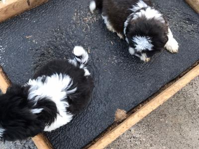 Beautiful Friendly Shih Tzu puppies for sale in Limerick