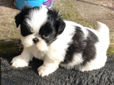 Beautiful Friendly Shih Tzu puppies for sale in Limerick