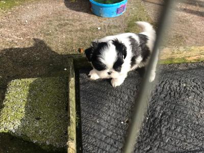 Beautiful Friendly Shih Tzu puppies for sale in Limerick