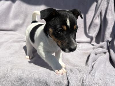 Jack Russell puppies for sale in Cork