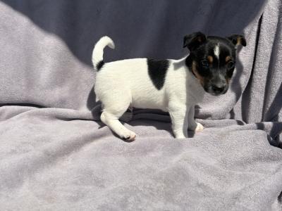 Jack Russell puppies for sale in Cork