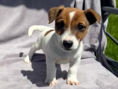 Jack Russell puppies for sale in Cork