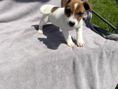 Jack Russell puppies for sale in Cork