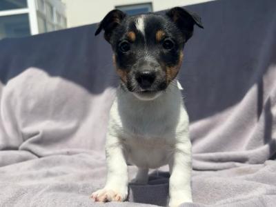Jack Russell puppies for sale in Cork