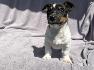 Jack Russell puppies for sale in Cork