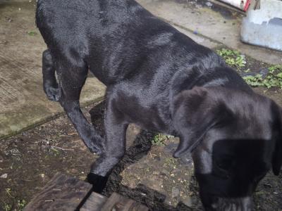 Pinky, the female Labrador puppy in Limerick