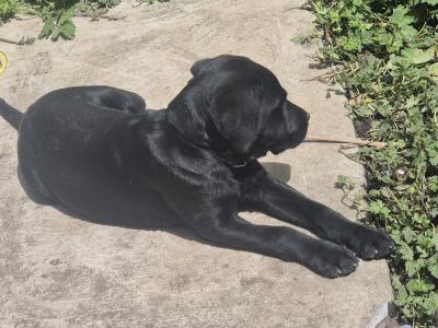 Pinky, the female Labrador puppy in Limerick