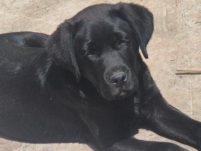 Pinky, the female Labrador puppy in Limerick