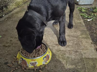 Pinky, the female Labrador puppy in Limerick