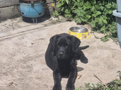 Pinky, the female Labrador puppy in Limerick