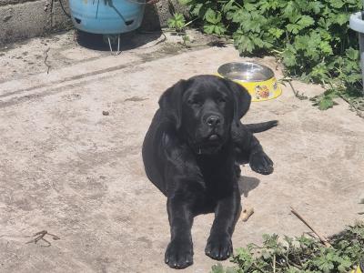 Pinky, the female Labrador puppy in Limerick