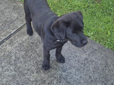 Pinky, the female Labrador puppy in Limerick