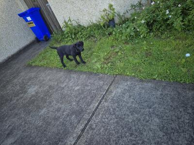 Pinky, the female Labrador puppy in Limerick