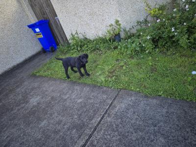 Pinky, the female Labrador puppy in Limerick