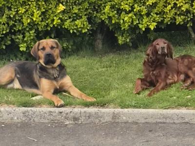 Beautiful 8 week old Red Setter x Newfoundland cross puppies in Tipperary