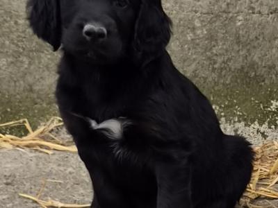 Beautiful 8 week old Red Setter x Newfoundland cross puppies in Tipperary