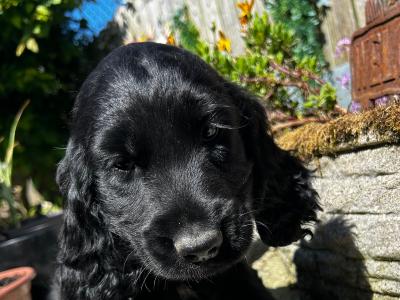 Sprocker (Cocker Spaniel x Springer Spaniel) puppies in Wexford