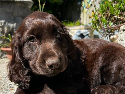 Sprocker (Cocker Spaniel x Springer Spaniel) puppies in Wexford