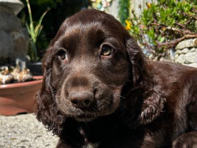 Sprocker (Cocker Spaniel x Springer Spaniel) puppies in Wexford