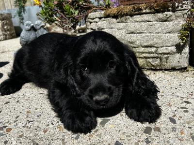 Sprocker (Cocker Spaniel x Springer Spaniel) puppies in Wexford